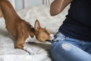 Why Choose Omar Khawaja Personal Injury Lawyers for Your Dog Bite Case in Dallas, TX?